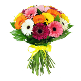 25 Colour gerberas