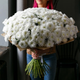 51 White chrysanthemum