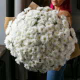 51 White chrysanthemum