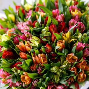45 Alstroemeria