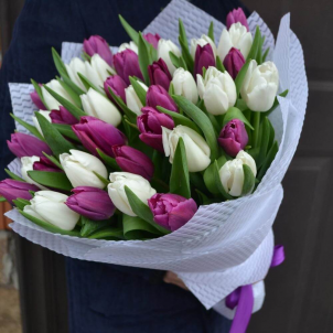 41 Purple and white Tulip