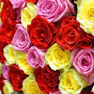 51 Multi-colored rose