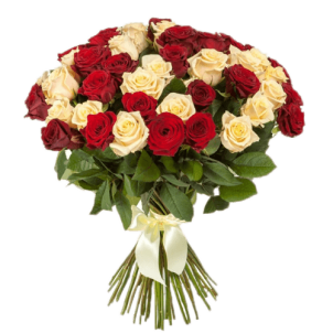 51 Red-cream rose